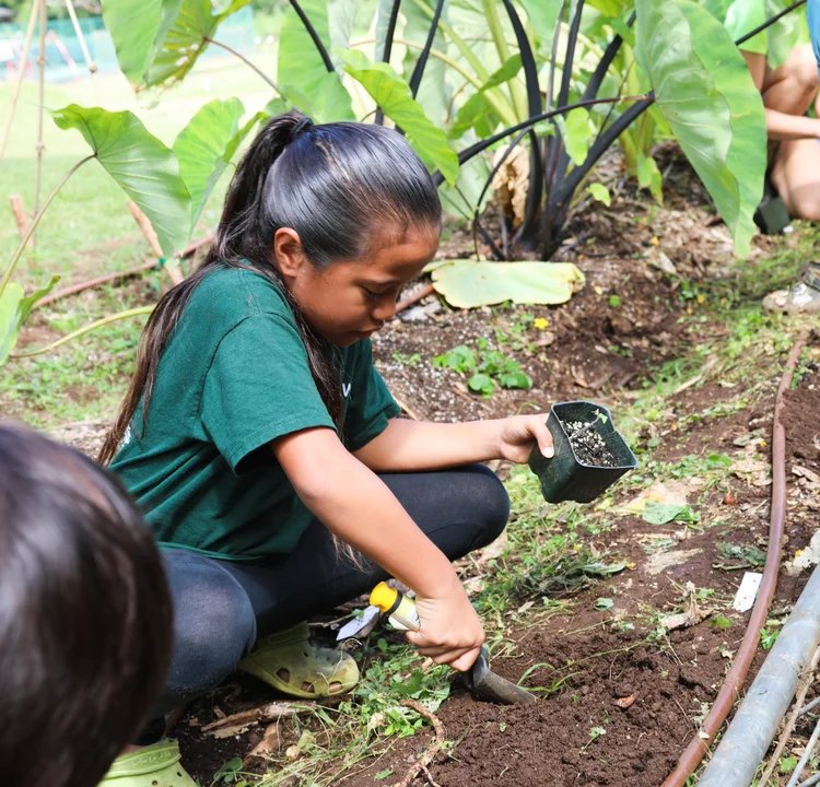 A Hāna student planting seedlings among taro leaves