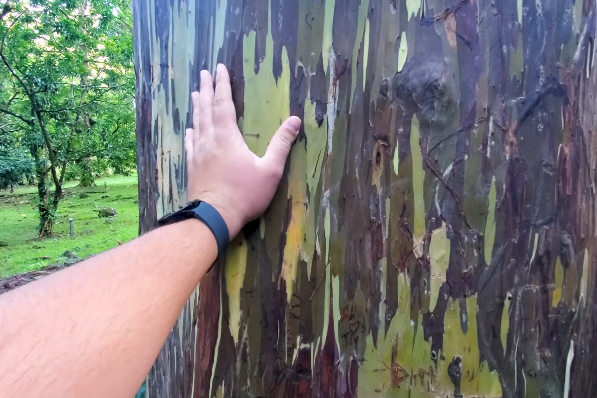 A hand on rainbow eucalyptus bark